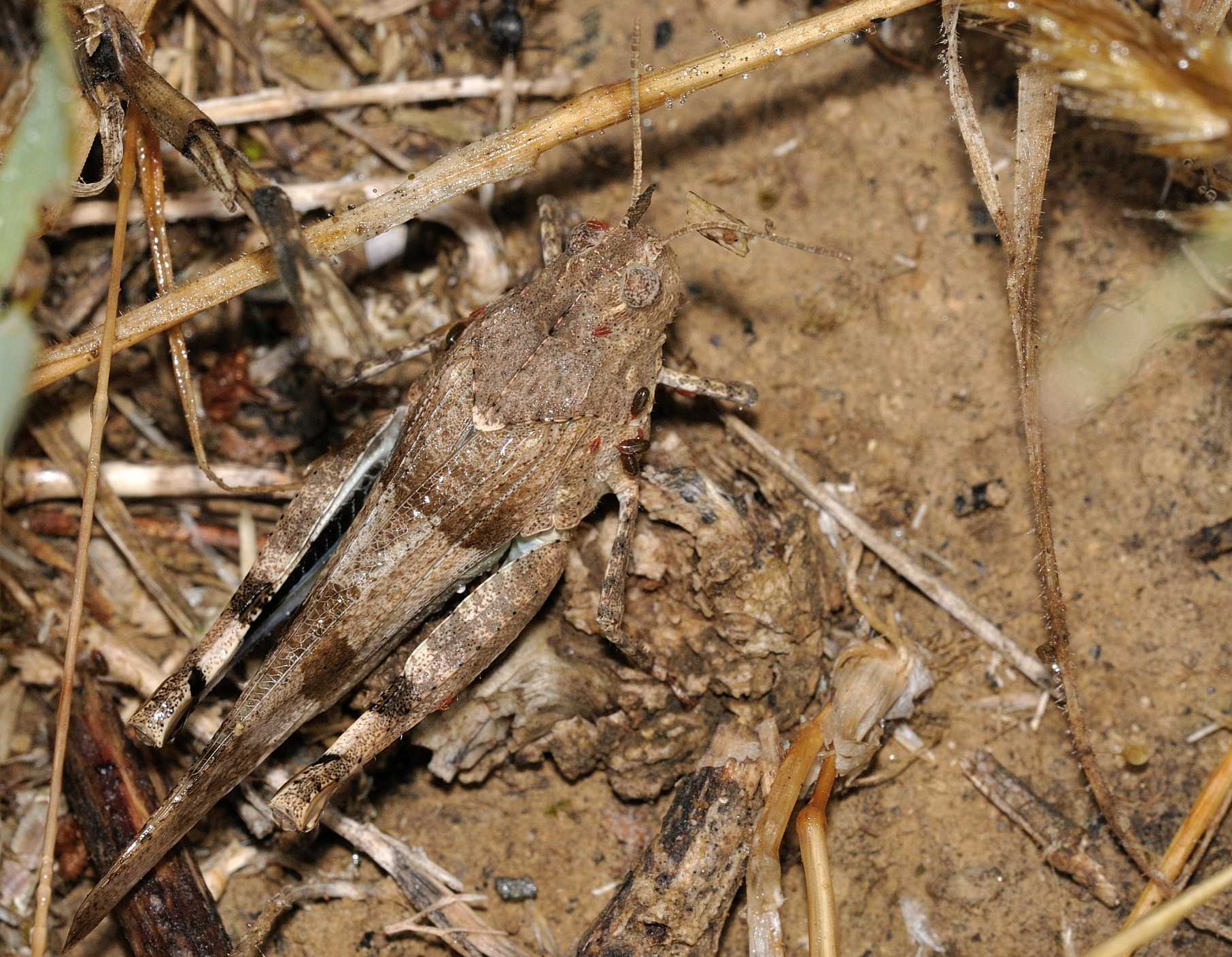 Acrididae - Oedipoda sp. ?